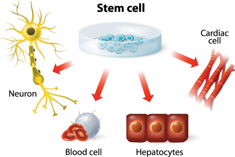 Stem-Cell-Seattle-WA