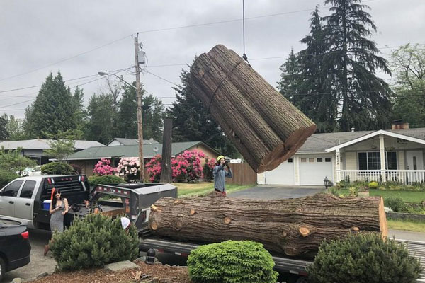 Large-Tree-Removal-Maple-Valley-WA