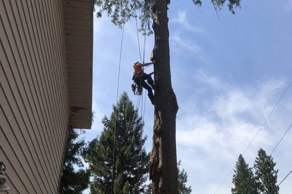 Large-Tree-Removal-SeaTac-WA