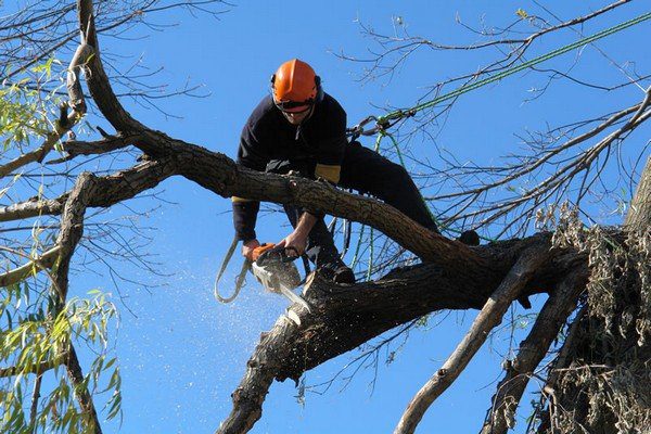 Tree-Limb-Removal-Maple-Valley-WA