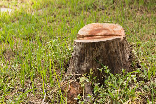 Tree-Stump-Removal-Federal-Way-WA