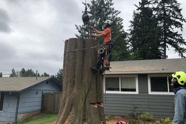 Tree-Stump-Removal-SeaTac-WA