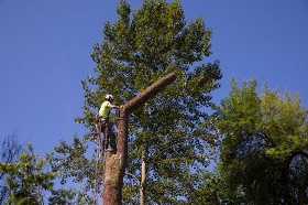 large-tree-removal-covington-wa