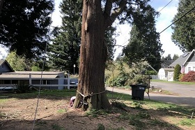 tree-removal-tukwila-wa