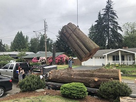 tree-stump-removal-covington-wa