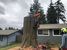 tree-stump-removal-des-moines-wa