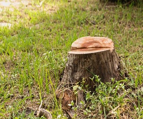 tree-stump-removal-tukwila-wa