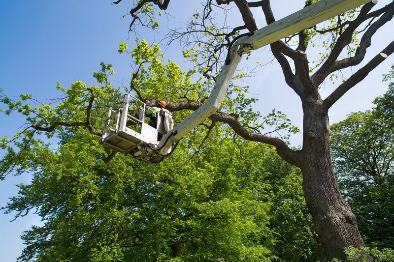 Local-Tree-Service-Burien-WA