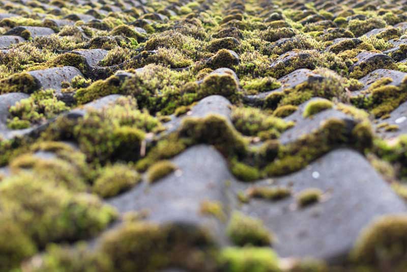 Roof-Cleaning-Company-Puyallup-WA