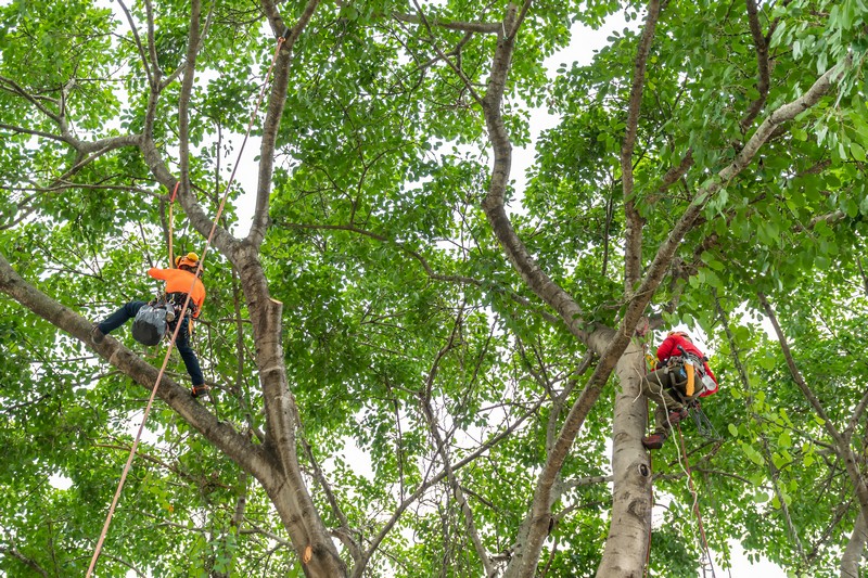 Tree-Care-Service-Burien-WA