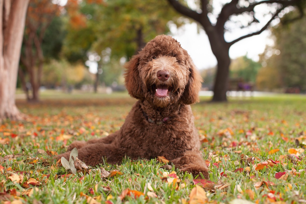 Dog-Sitting-Orting-WA