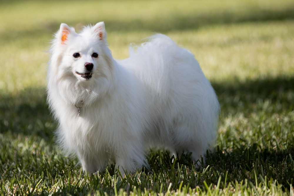 Dog-Training-Buckley-WA