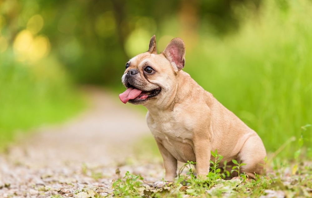 Dog-Training-Issaquah-WA