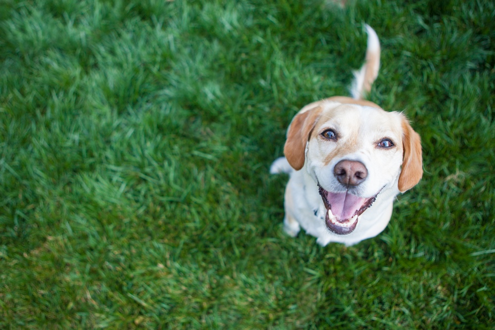 Dog-Walking-Orting-WA