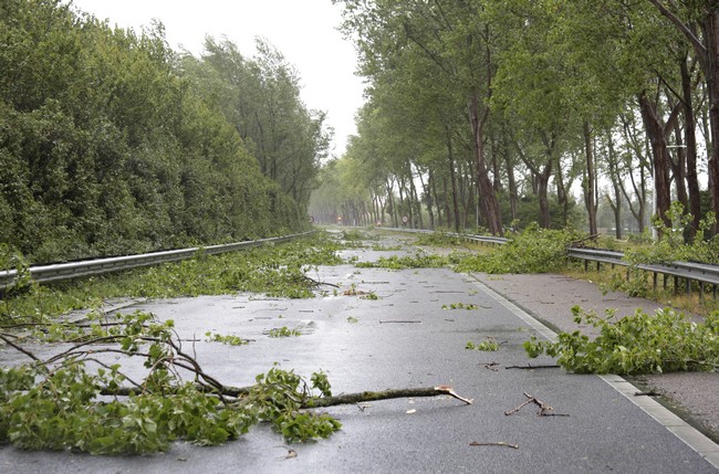 Emergency-Tree-Removal-Enumclaw-WA