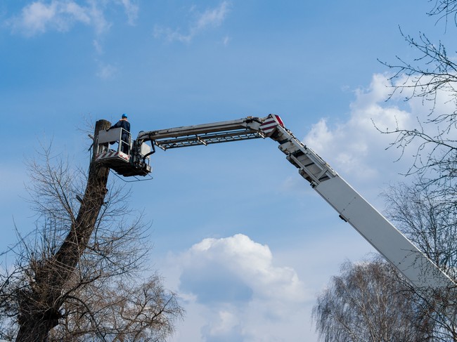 Emergency-Tree-Removal-Service-Enumclaw-WA