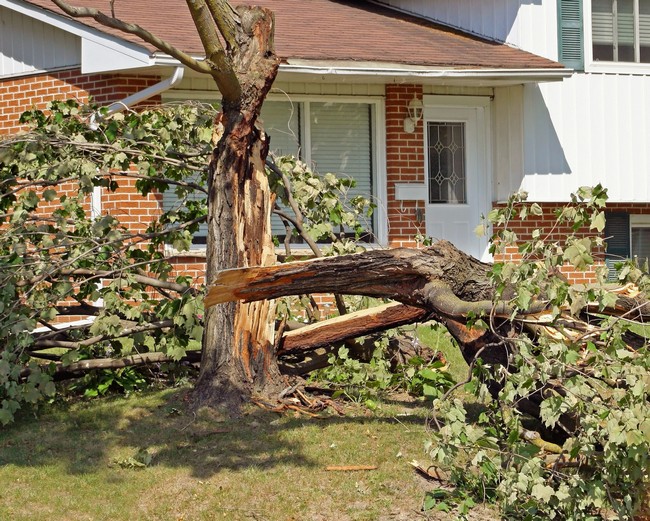 Emergency-Tree-Removal-Service-Lacey-WA