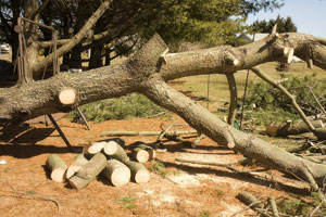 Logging-Cle-Elum-WA