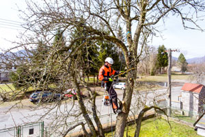 Logging-Gig-Harbor-WA