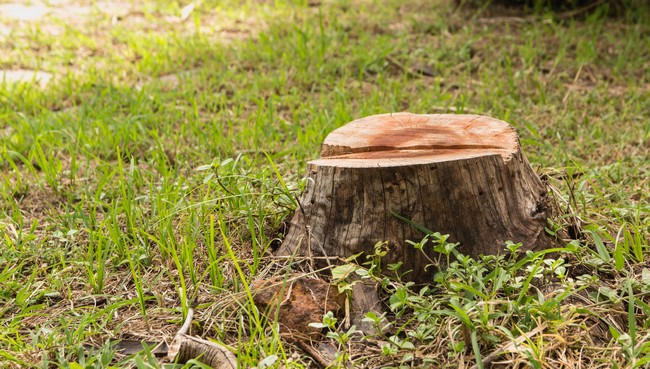 Stump-Grinding-Port-Townsend-WA