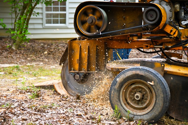 Stump-Grinding-Service-Renton-WA