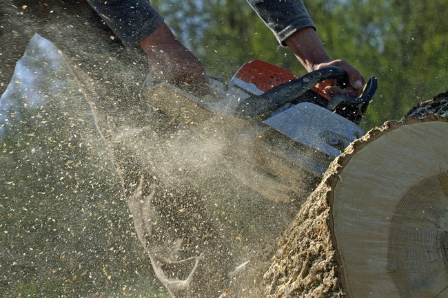 Stump-Grinding-Service-Yelm-WA