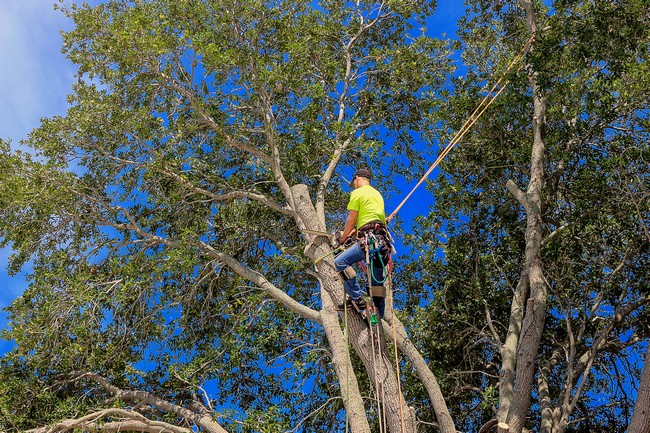 Tree-Pruning-Centralia-WA