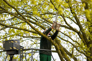 Tree-Pruning-Federal-Way-WA