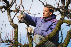 Tree-Pruning-Puyallup-WA