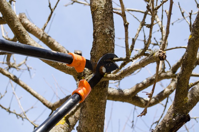 Tree-Pruning-Service-Centralia-WA