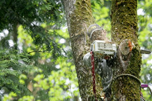 Tree-Removal-Company-Lacey-WA