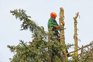 Tree-Removal-Company-Maple-Valley-WA