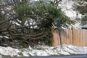 Tree-Removal-company-Puyallup-WA