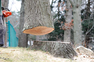 Tree-Removal-Gig-Harbor-WA