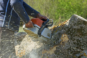 Tree-Removal-Kent-WA