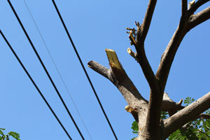 Tree-Removal-Maple-Valley-WA1