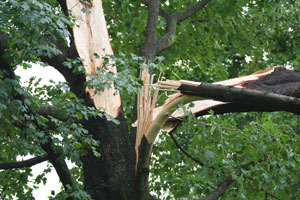 Tree-Removal-Puyallup-WA