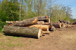 Tree-Removal-Service-Redmond-WA