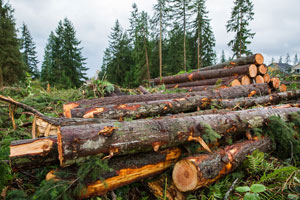 Tree-Service-Enumclaw-WA