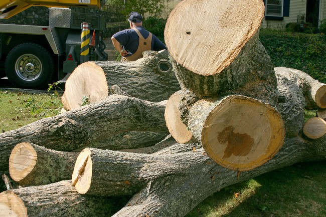 Tree-Stump-Grinding-Renton-WA