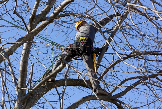 Tree-Trimming-Centralia-WA