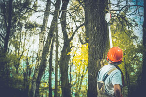 Tree-Trimming-Federal-Way-WA