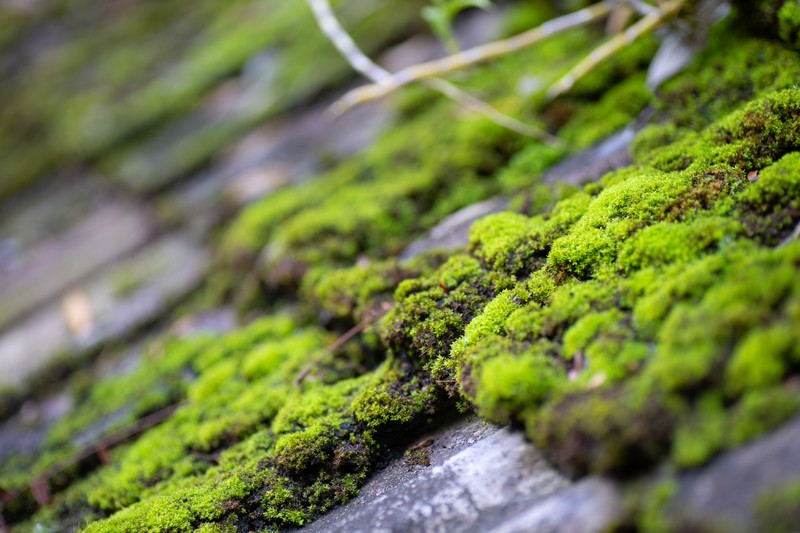 Killing-Roof-Moss-Bainbridge-Island-WA