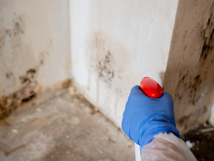 Mold-Remediation-Bellevue-WA