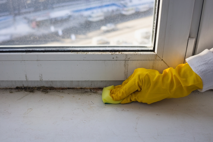 Mold-Remediation-Sammamish-WA