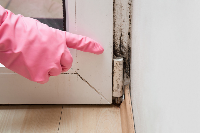 Mold-Removal-Fircrest-WA