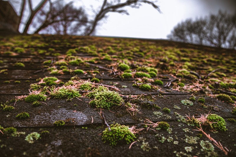 Moss-Killer-Bremerton-WA