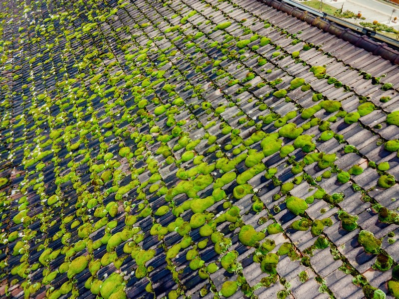 Moss-Killer-Silverdale-WA