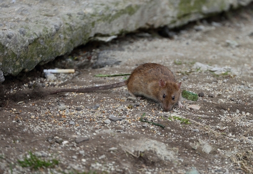 Crawl-Space-Rats-Issaquah-WA