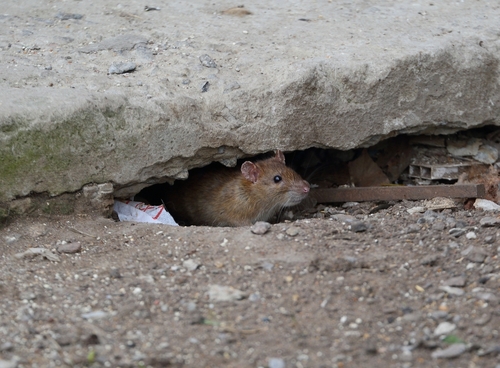 Rat-Slab-Installation-Parkland-WA